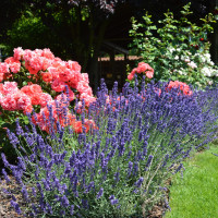 garden 944195